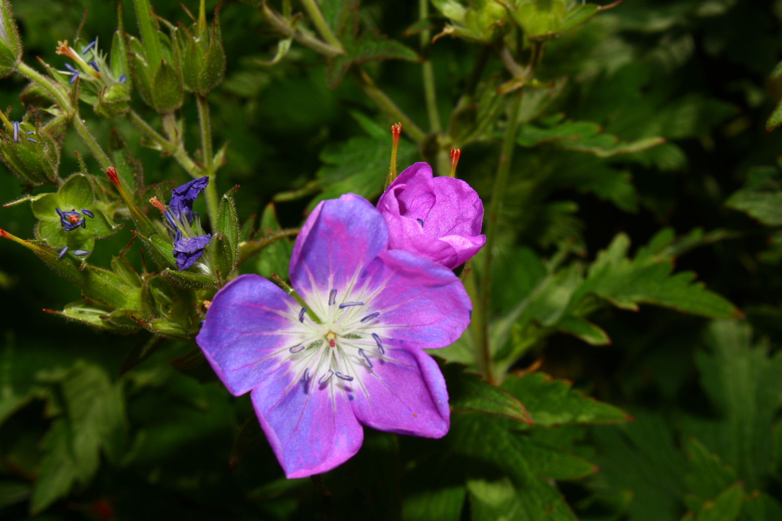 Geranium rivulare / Geranio dei rivi
